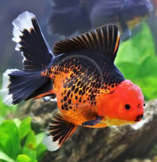 RB Fancy Oranda