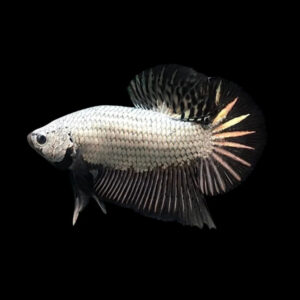 Black Dragon scale betta (Male)
