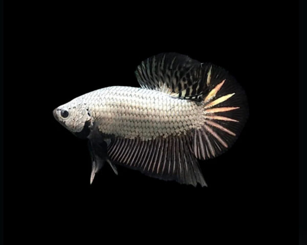 Black Dragon scale betta (Male)