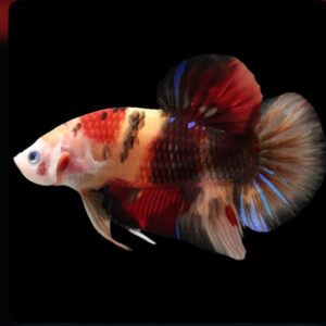 Betta Koi galaxy (male)