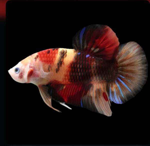 Betta Koi galaxy (male)