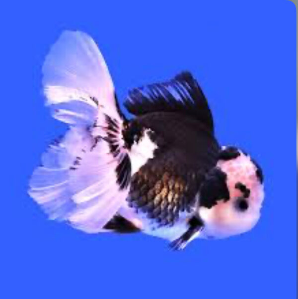 Fancy Tail Oranda XL