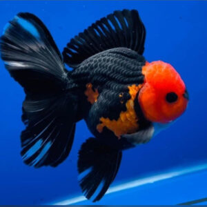 RB Fancy Tail Oranda