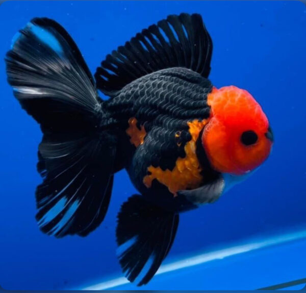 RB Fancy Tail Oranda