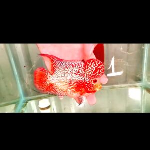 Flowerhorn Super Red Dragon (SRD) # 1