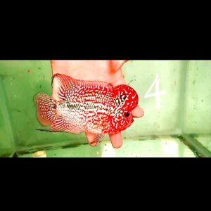 Flowerhorn Super Red Dragon (SRD) #4