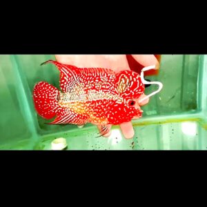 Flowerhorn Super Red Dragon (SRD) #5