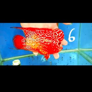 Flowerhorn Super Red Dragon (SRD) #6
