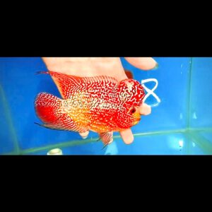 Flowerhorn Super Red Dragon (SRD) # 8