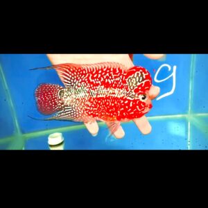 Flowerhorn Super Red Dragon (SRD) # 9