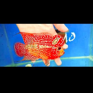 Flowerhorn Super Red Dragon (SRD) # 10