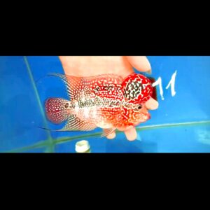 Flowerhorn Super Red Dragon (SRD) # 11