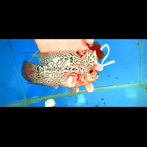 Flowerhorn Super Red Dragon (SRD) # 12