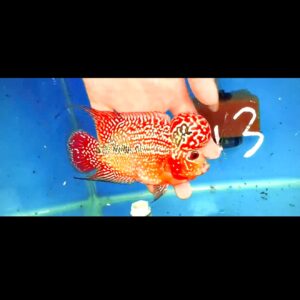 Flowerhorn Super Red Dragon (SRD) # 13