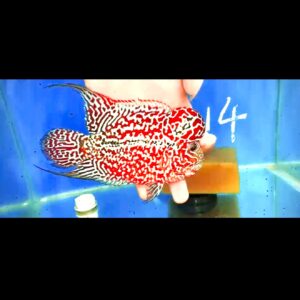 Flowerhorn Super Red Dragon (SRD) # 14
