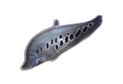 Knifefish