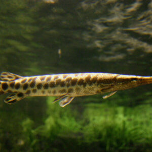 Spotted Gar