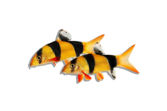 Loaches