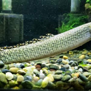 Ornate Bichir