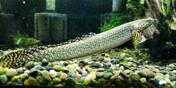 Ornate Bichir