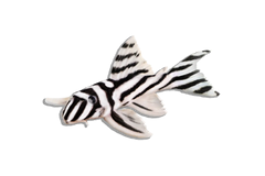 Plecos