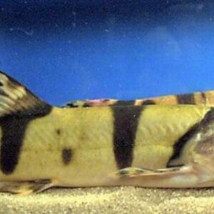Royal Clown Loach