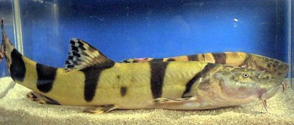 Royal Clown Loach