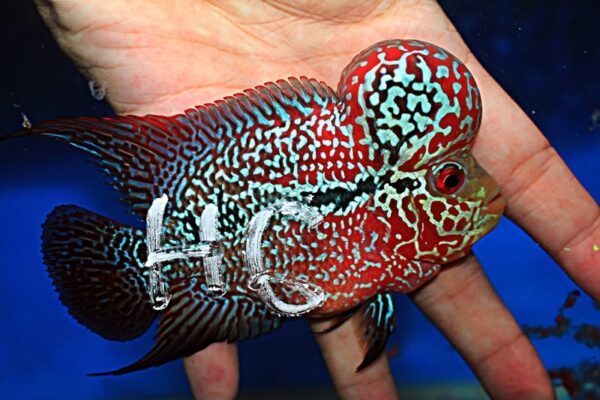 Flowerhorn Super Red Dragon (SRD)