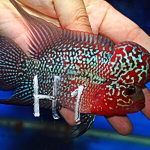 Flowerhorn Super Red Dragon (SRD)