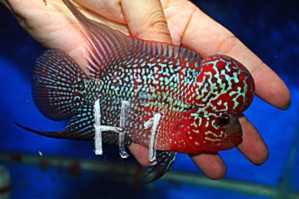 Flowerhorn Super Red Dragon (SRD)