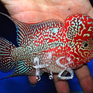 Flowerhorn Super Red Dragon (SRD)