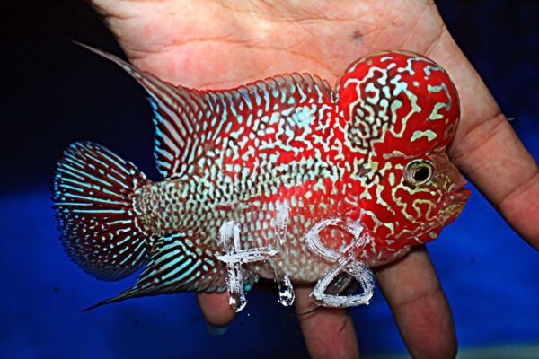 Flowerhorn Super Red Dragon (SRD)
