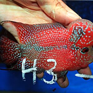 Flowerhorn Super Red Dragon (SRD)