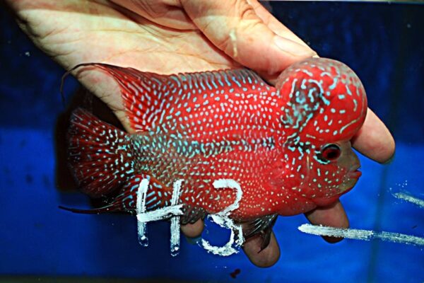 Flowerhorn Super Red Dragon (SRD)
