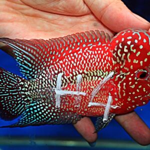 Flowerhorn Super Red Dragon (SRD