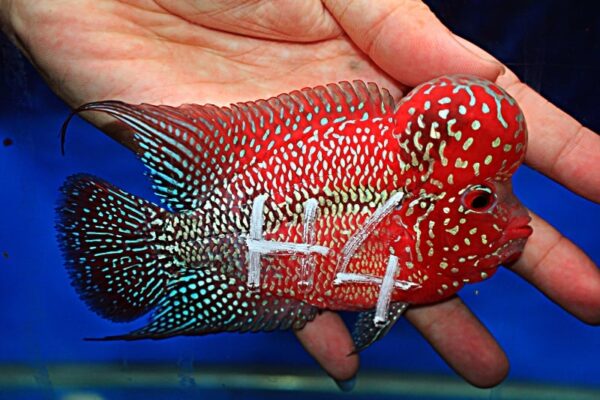 Flowerhorn Super Red Dragon (SRD