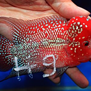 Flowerhorn Super Red Dragon (SRD)