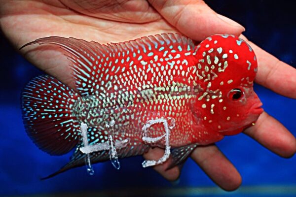 Flowerhorn Super Red Dragon (SRD) (Copy)