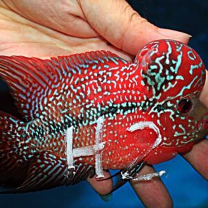 Flowerhorn Super Red Dragon (SRD)