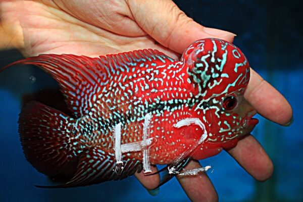 Flowerhorn Super Red Dragon (SRD)
