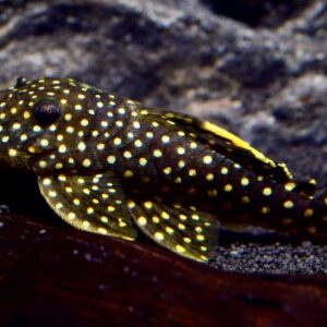 L18 Gold Nugget Pleco / Baryancistrus xanthellus