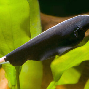 Black Ghost Knifefish
