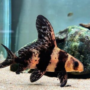 High-Fin Banded Shark
