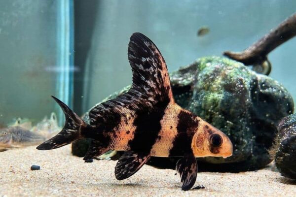 High-Fin Banded Shark