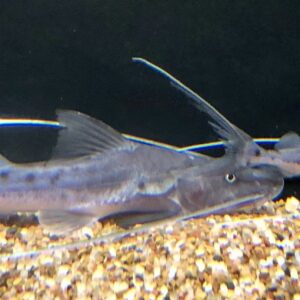 True Piraiba Catfish / Brachyplatystoma filamentosum