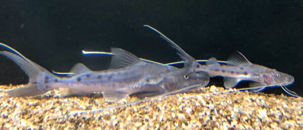 True Piraiba Catfish / Brachyplatystoma filamentosum