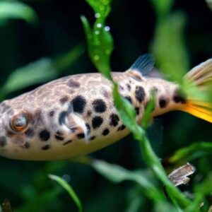 Spotted Congo Puffer / Tetraodon schoutedeni