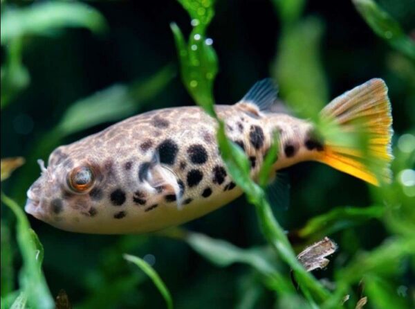 Spotted Congo Puffer / Tetraodon schoutedeni