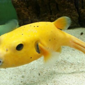 Golden Puffer