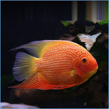 Red Spotted Severum